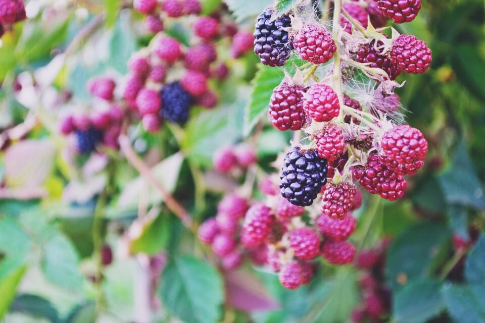 Ripening blackberries on a bramble