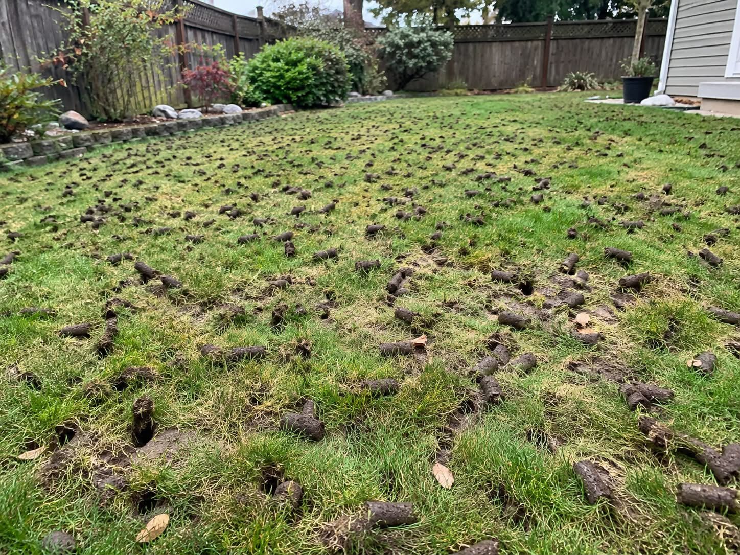 Why Aeration Makes Such a Difference to Your Lawn