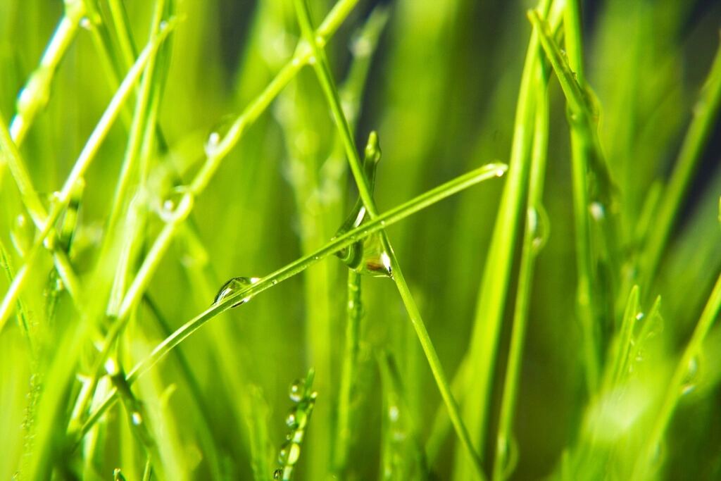 Why Core Aeration Makes Such a Difference to Your Lawn