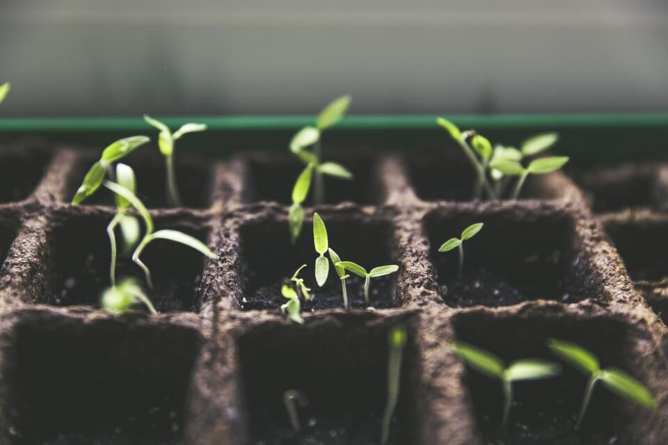 Spring Lawn & Garden Prep: Where to Start