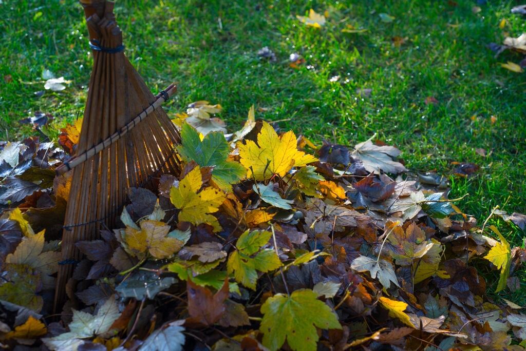 Rake resting on a pile of colourful fallen leaves on a lawn